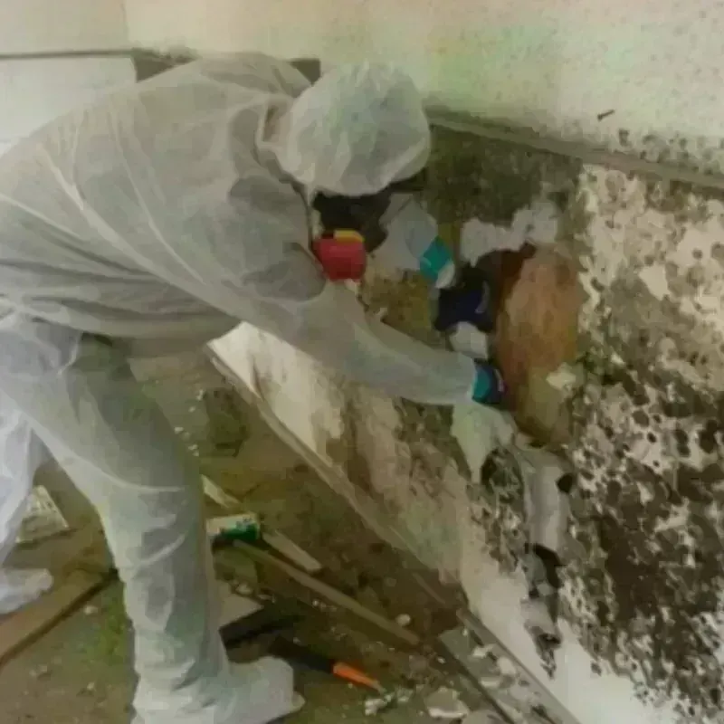 Mold Remediation and Removal in Searcy County, AR